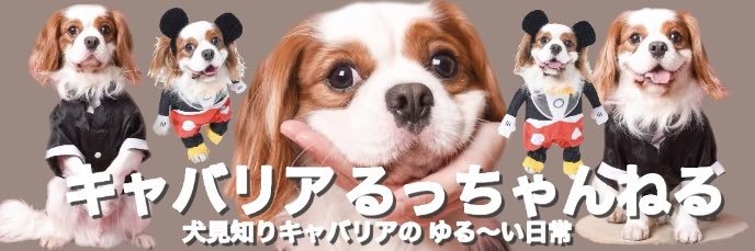 キャバリアるっちゃん's banner