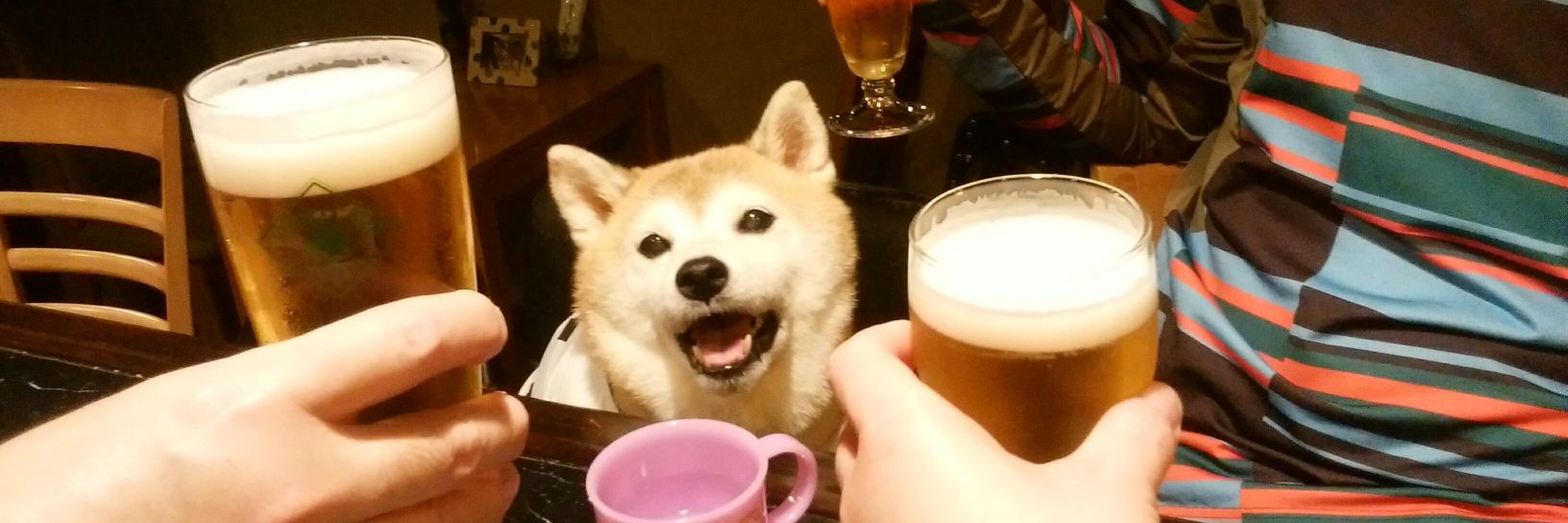 愛娘柴犬女子たまの15歳9ヶ月1日で天使に🌈曾姪孫のたまごちゃんもヨロチクお願いいたしますワン❤️'s banner