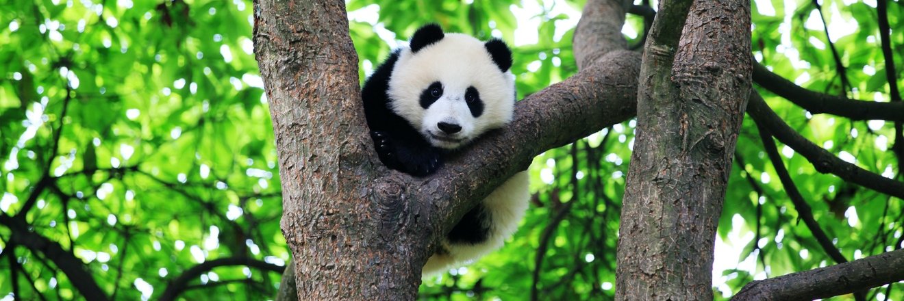 PandaHomeYaan's banner
