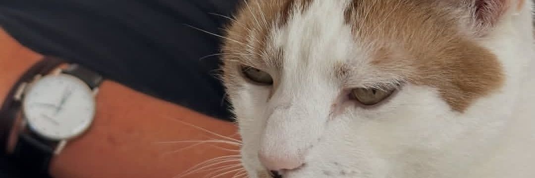 daddymoosesays's banner