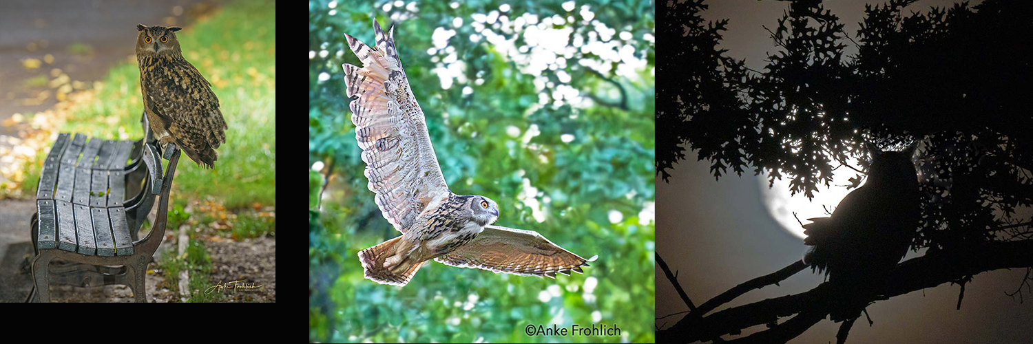 Anke Frohlich Photography's banner