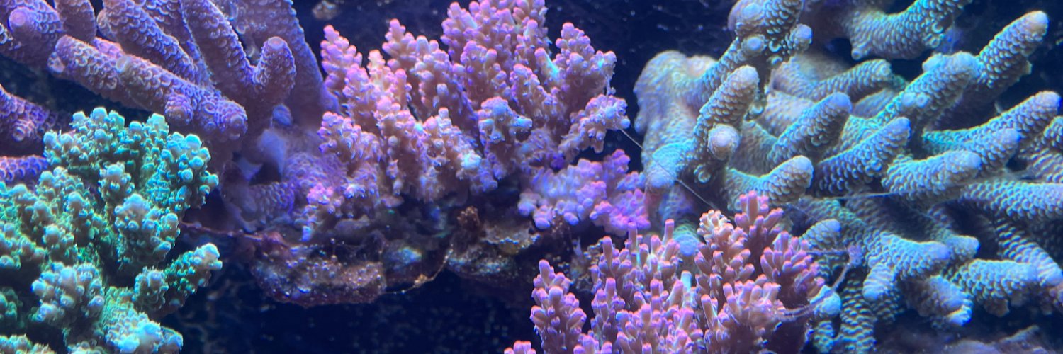 🌳manae🐠♪　♪アクアリウム♪'s banner