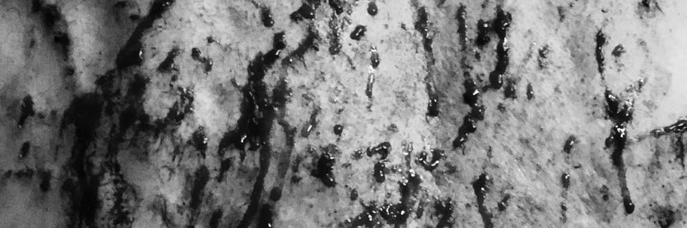 sirpupnyc's banner