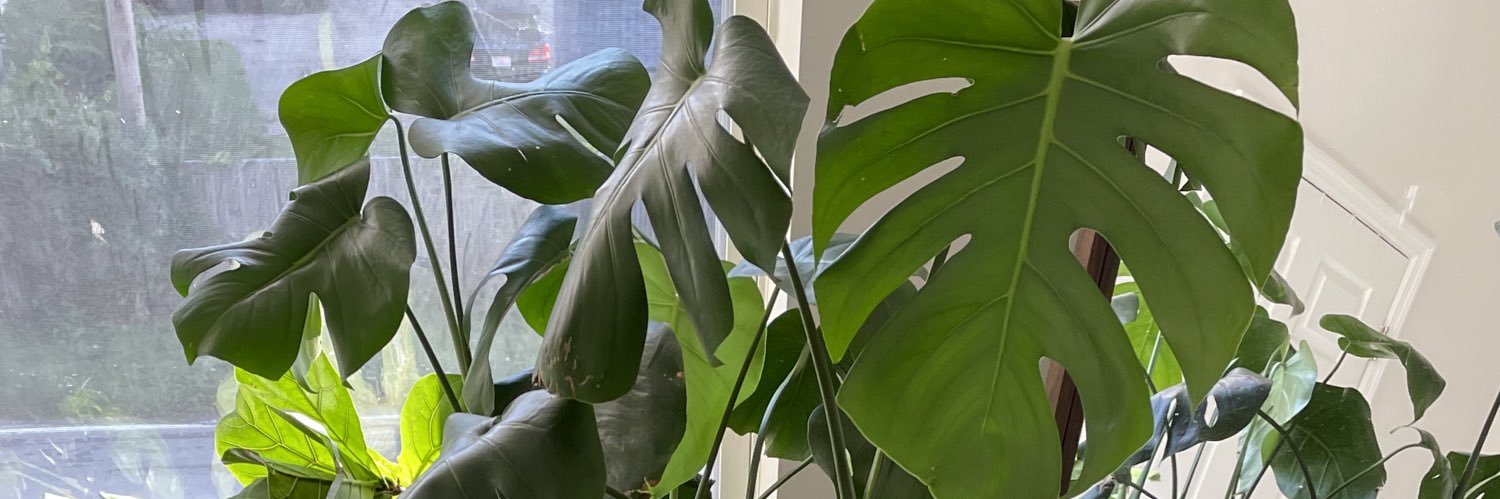 Houseplant Papi's banner