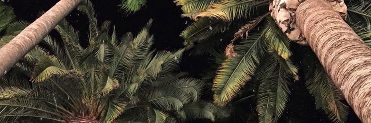 Jojo's banner