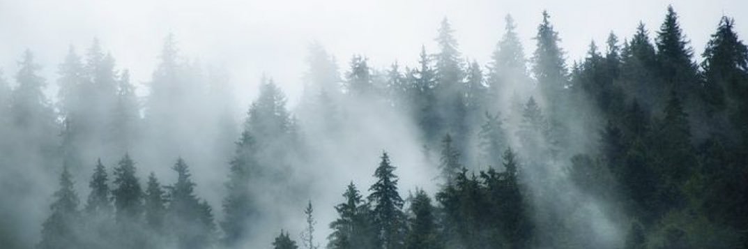 faz's banner