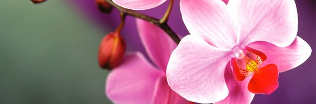 🍁Kaleaf ⚧ aka The Orchid's banner