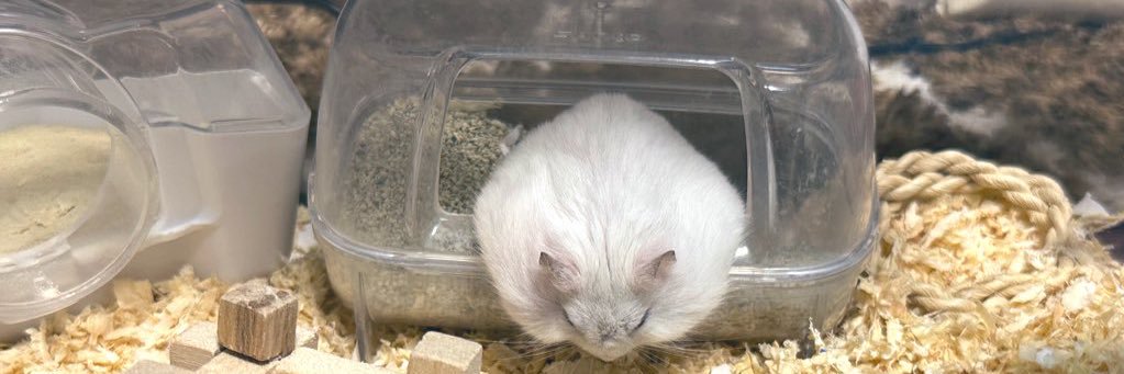 ハムスターのぴーちゃん🐹's banner