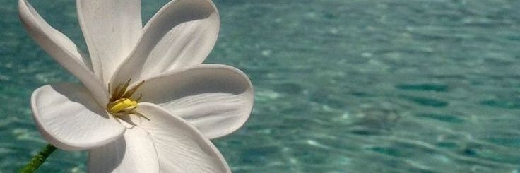 🌺Noor's banner