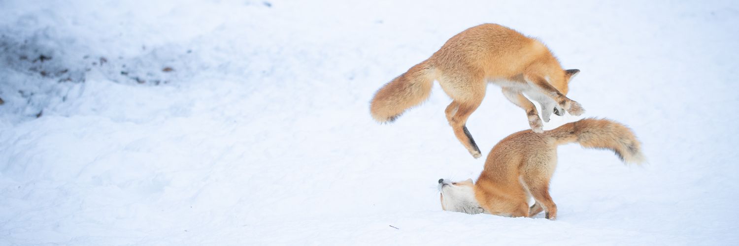 コンコン日和🦊🐺's banner