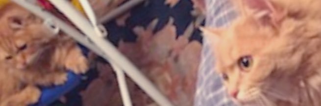 🦋Šüę𓂋Ghallab 𓃄𓇉𓄿𓂋𓁐 🪬 𓂀⃤⃤⃤ 🇪🇬's banner