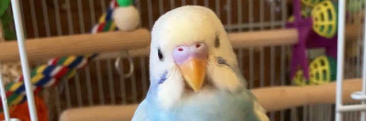 マロン🐰&空🐦's banner