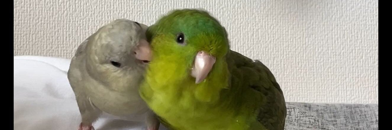 ぽぽ's banner