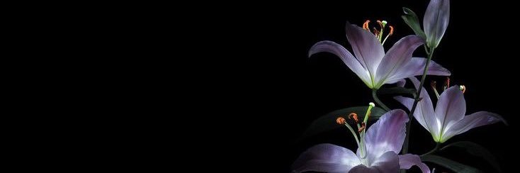 Kyuᥫ᭡'s banner