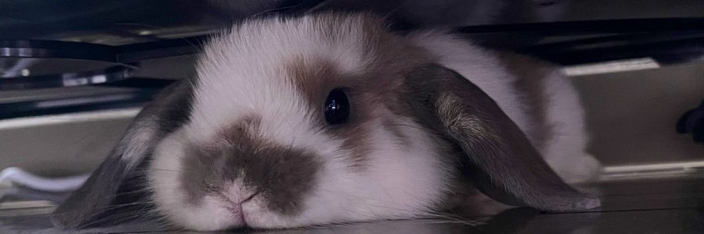 おそば🐰おれお's banner