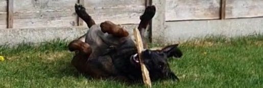 🐕Malinois Radek 🐕🐦🇬🇧🇺🇲🇧🇪's banner