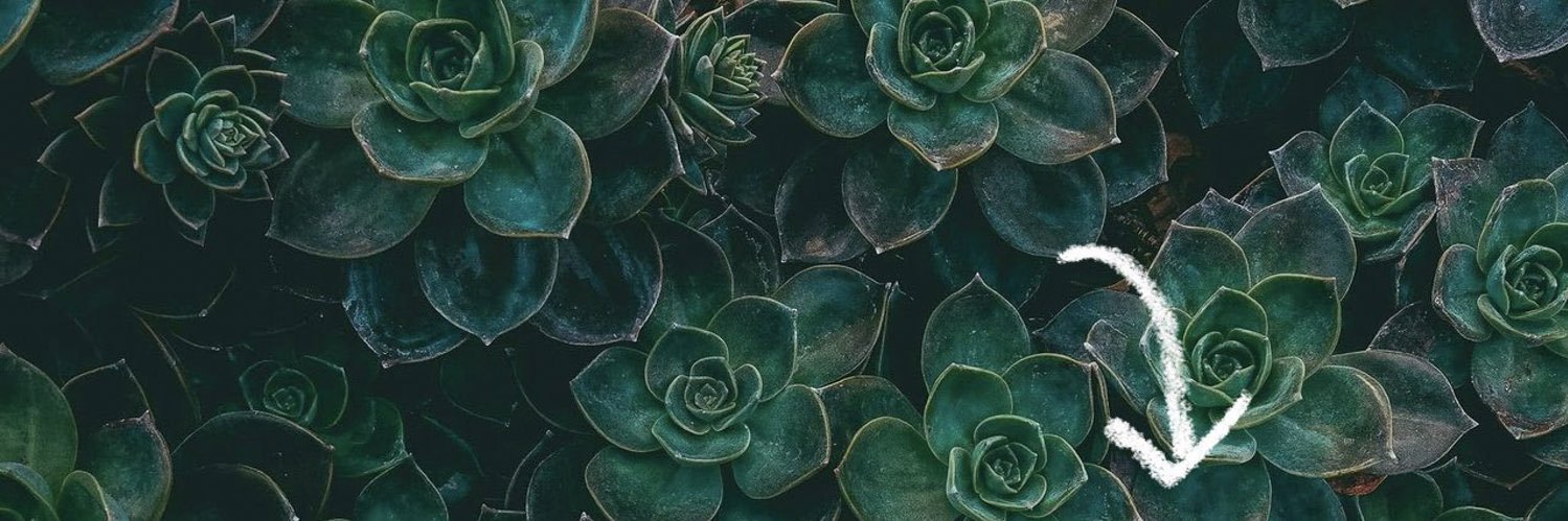Joanna Nextdoor's banner