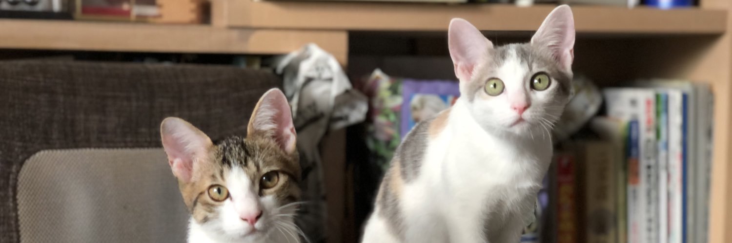 くろみつ・しらたま🐈保護猫兄妹's banner