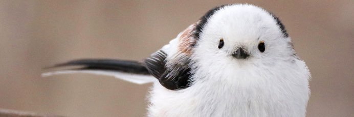 素材屋　はるーん🦅🕊️'s banner