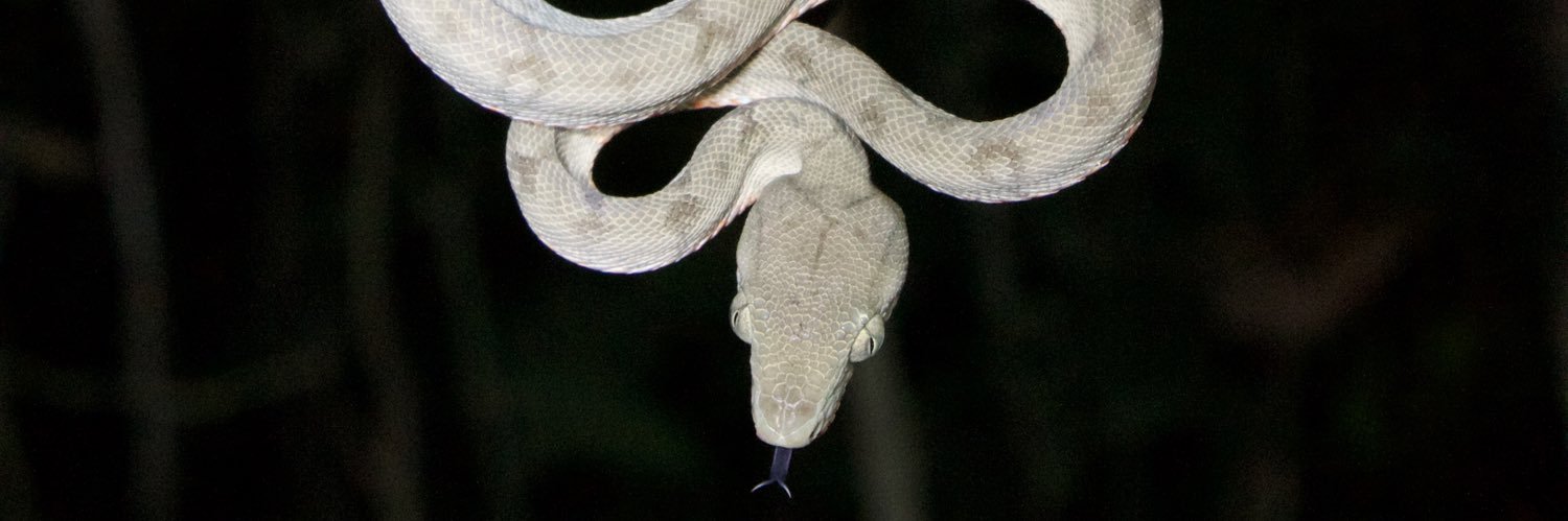 Cobrinha 🐍's banner