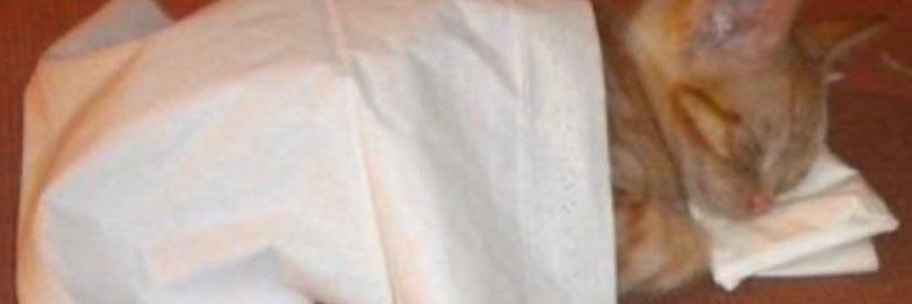 perfil dedicado a gatinhos e peitos's banner