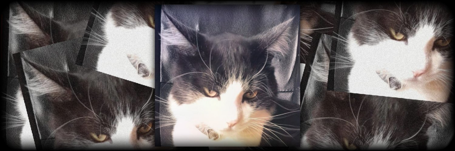 perfil dedicado a gatinhos e p3it0s's banner