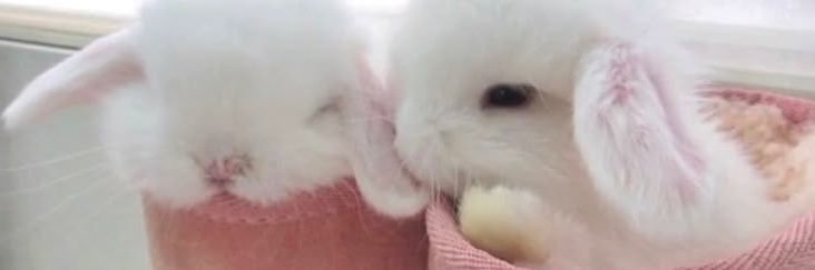 Bunny's banner