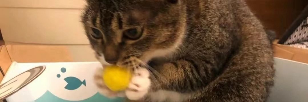 猫猫头最爱的猫猫头's banner