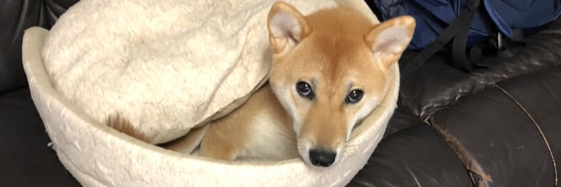柴犬ぽん☆柴犬あめ's banner