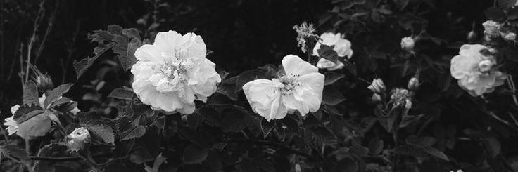 ➵Dαısч🍁's banner