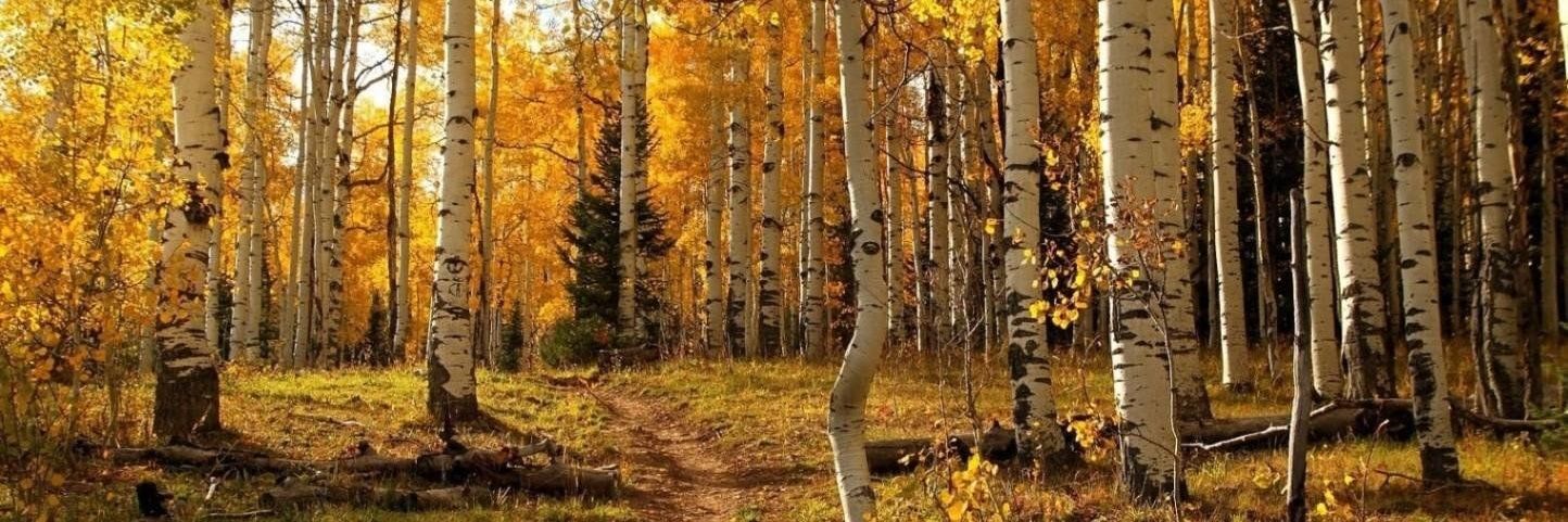 Лисик 🦊's banner