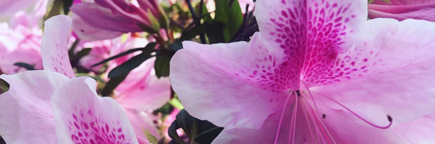 Iris's banner