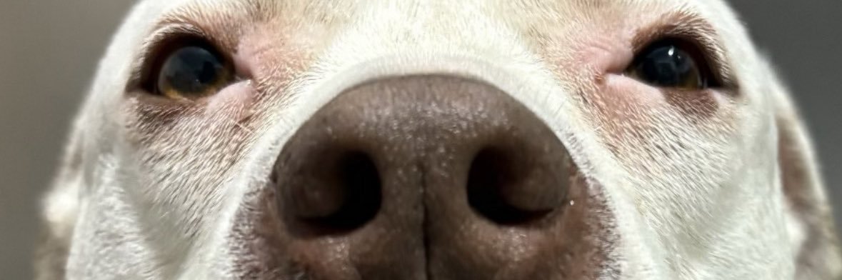 Le •|•'s banner