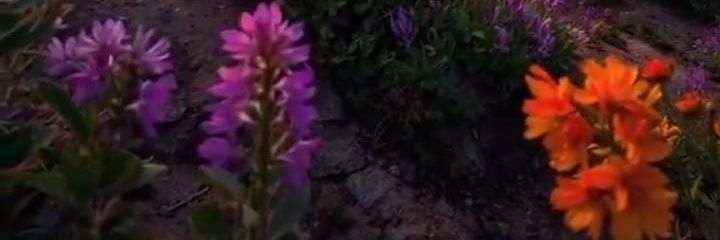 🦋 ام مكه 🦋's banner