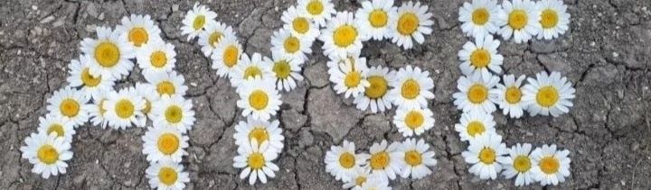Ayşe 🇹🇷 RT hesabım's banner