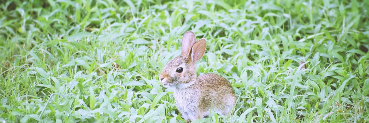 癒される動物【アニマル】's banner