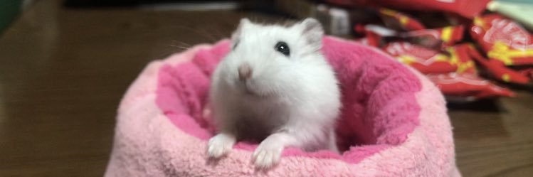 P。's banner