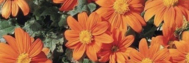 Kit⁴🧡's banner