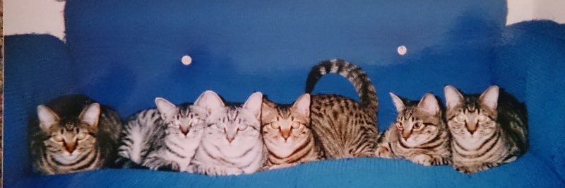 wuki wuki's banner