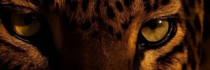 Olivia 🐆's banner