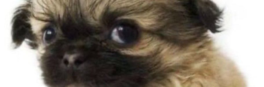 camyz.★'s banner