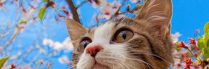 民衆を自由へと導く猫🐈🐾🇧🇷🇷🇺🇮🇳🇨🇳🇿🇦's banner