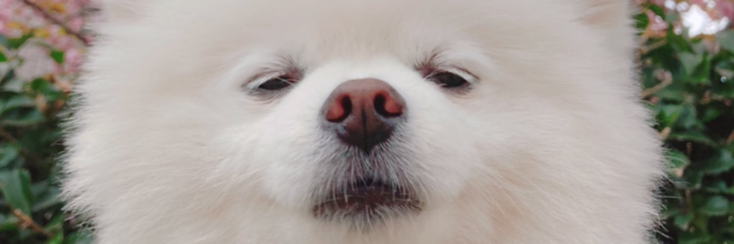 タレ目の犬(ポメラニアン)'s banner