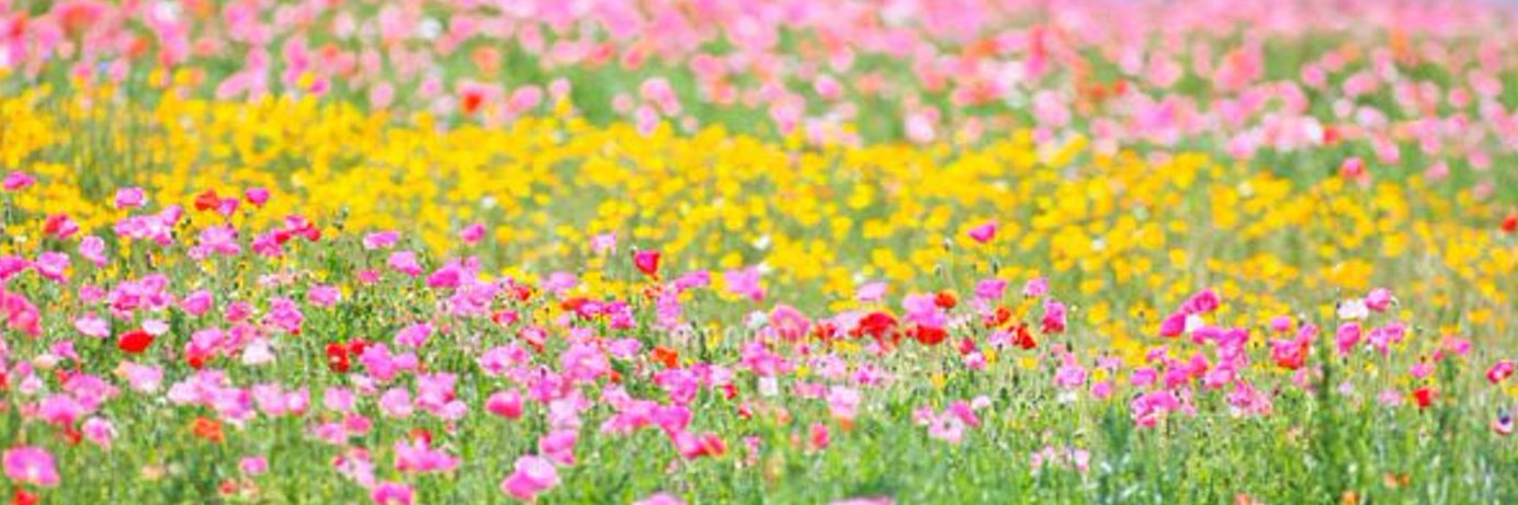 さば's banner
