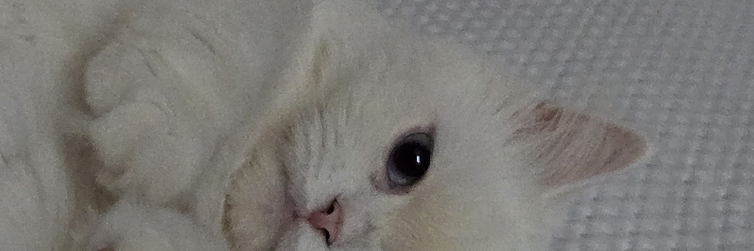 𝐍𝐀𝐍 𝐘𝐄𝐎𝐍's banner