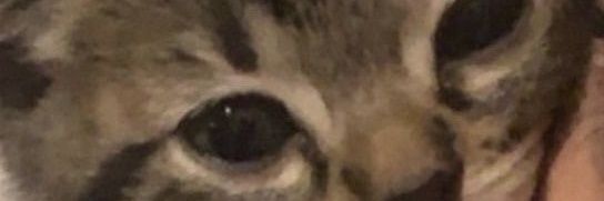Zoe 🦘's banner