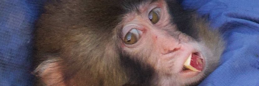 🦙⚠️'s banner