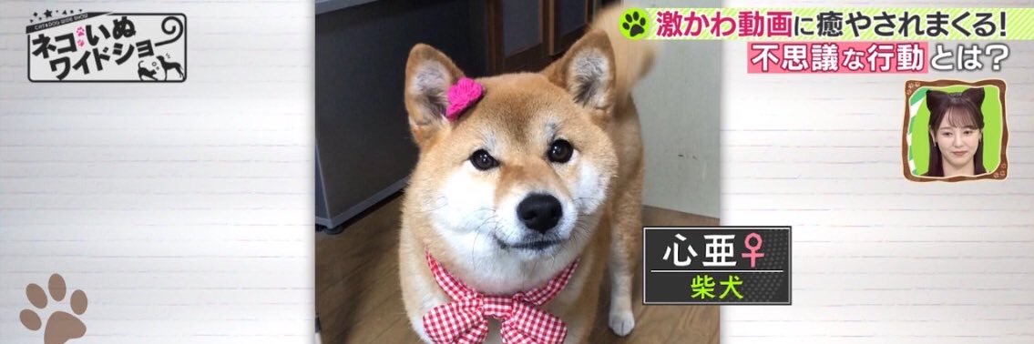 Takasan(タカさん) 心亜のお父ちゃん's banner