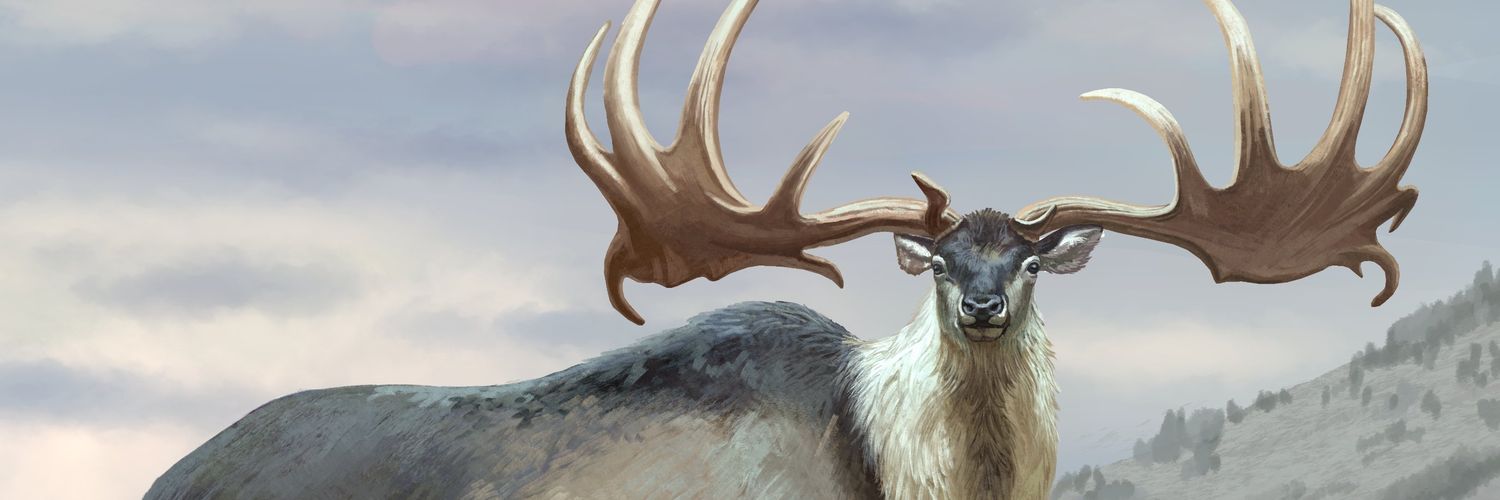 Somniosus insomnus💤's banner