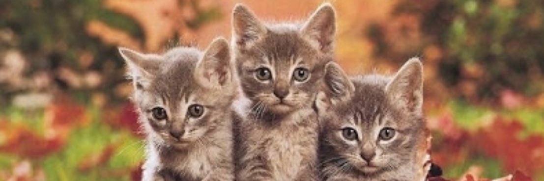 Why own a cat's banner